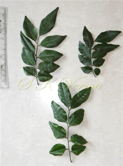  Leaves